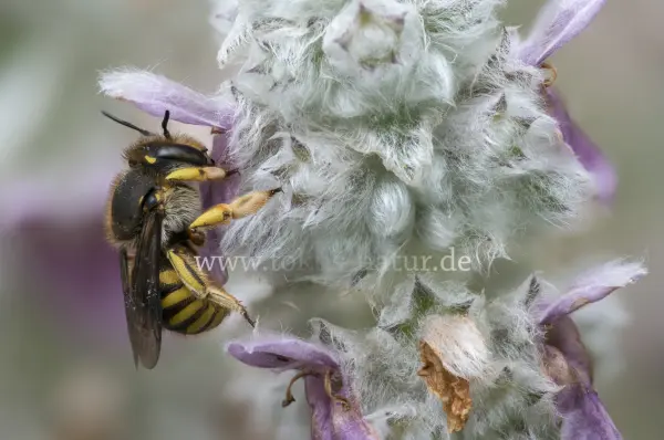 Fokus-Natur Bild