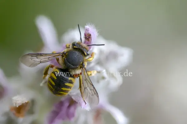 Fokus-Natur Bild