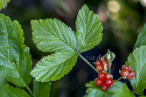 Fokus-Natur Bild