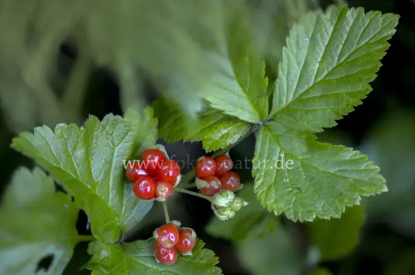Fokus-Natur Bild