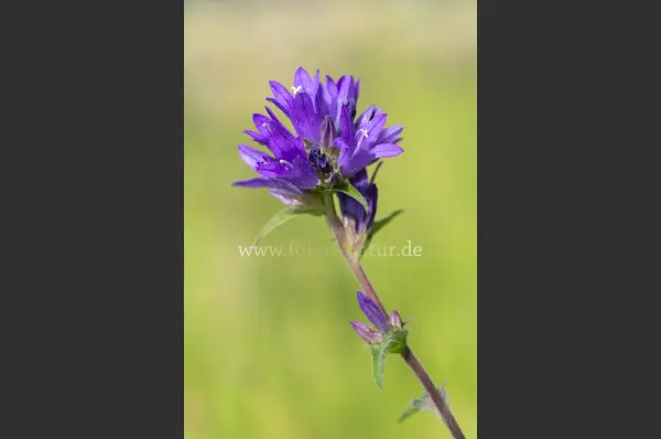 Fokus-Natur Bild