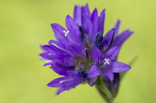 Fokus-Natur Bild