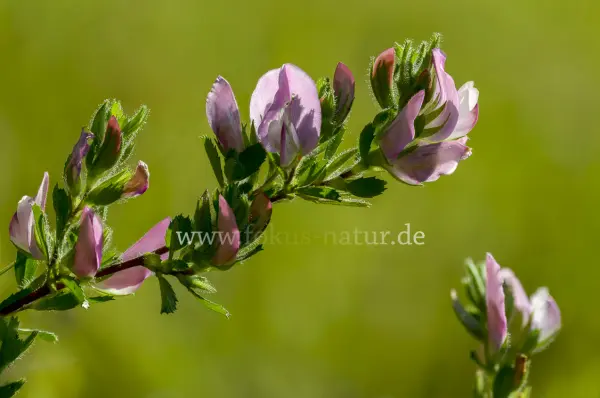 Fokus-Natur Bild
