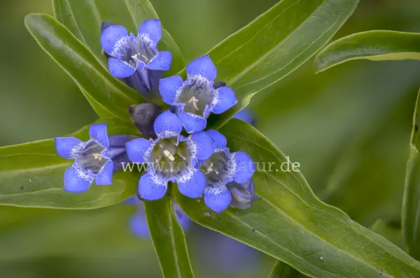 Fokus-Natur Bild