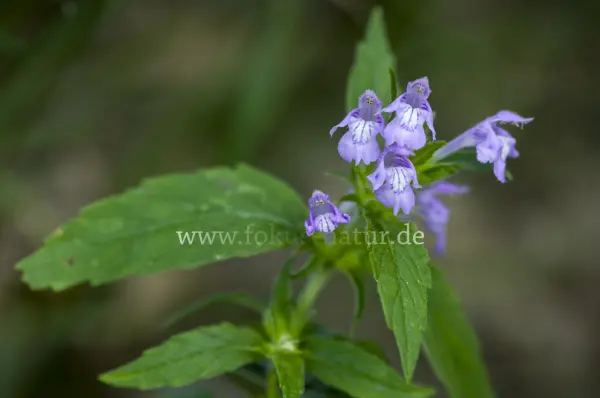 Fokus-Natur Bild