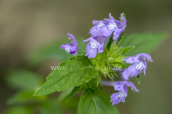 Fokus-Natur Bild