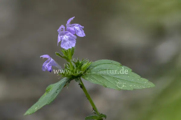 Fokus-Natur Bild