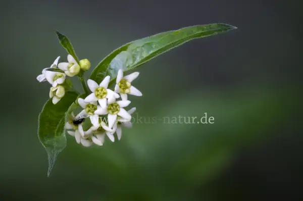 Fokus-Natur Bild