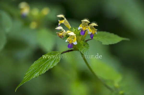 Fokus-Natur Bild