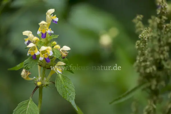Fokus-Natur Bild