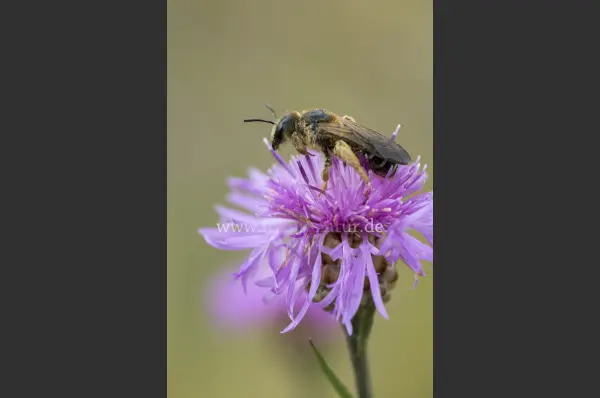 Fokus-Natur Bild