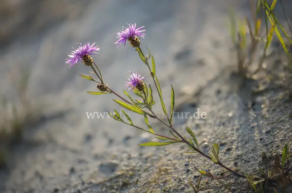 Fokus-Natur Bild