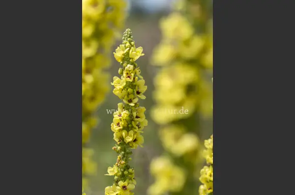 Fokus-Natur Bild