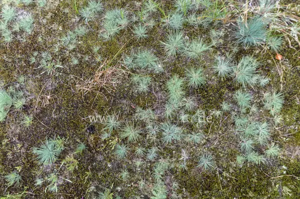 Fokus-Natur Bild