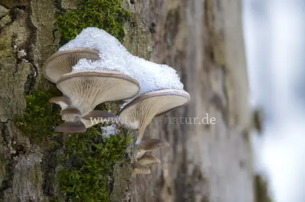 Fokus-Natur Bild