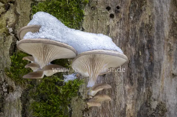 Fokus-Natur Bild