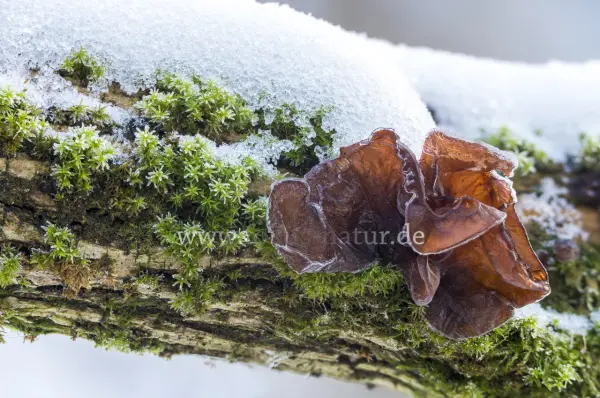 Fokus-Natur Bild