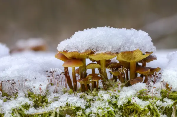 Fokus-Natur Bild