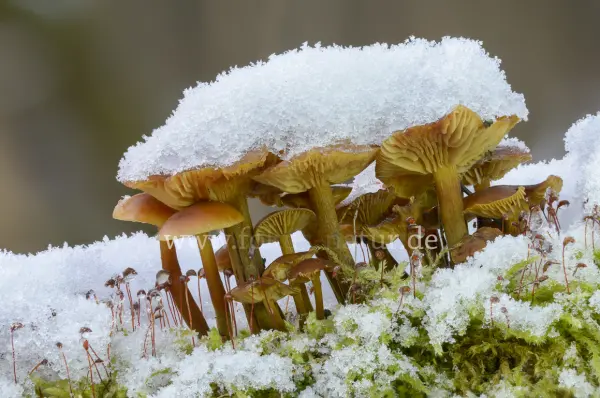 Fokus-Natur Bild