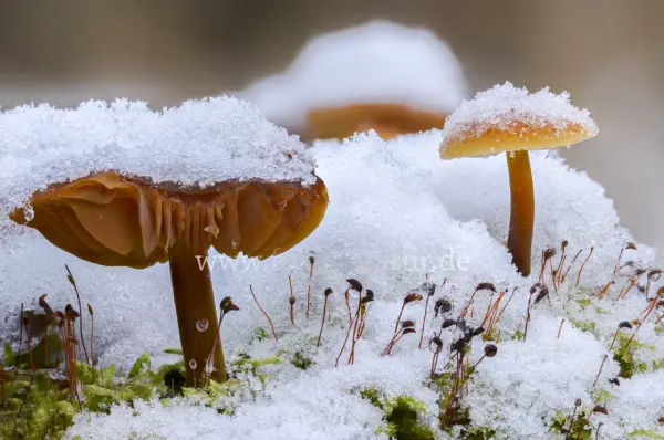 Fokus-Natur Bild