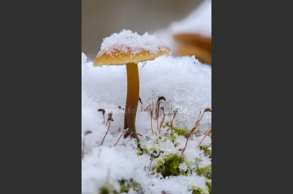 Fokus-Natur Bild