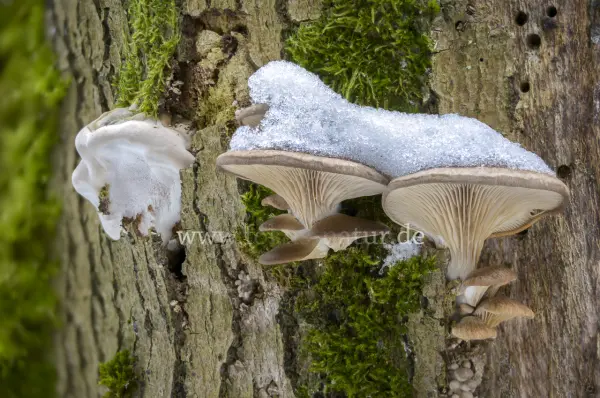Fokus-Natur Bild