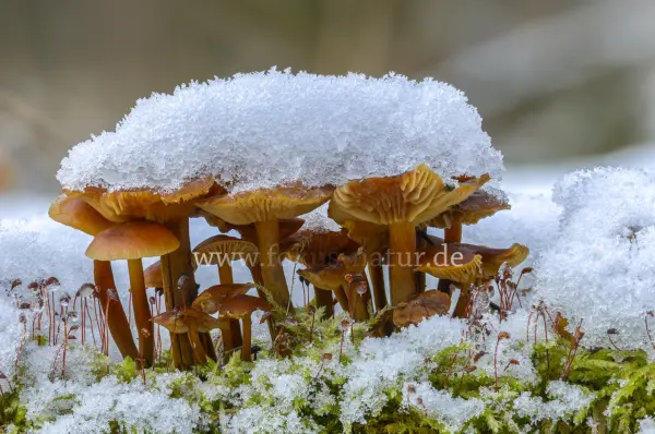 Fokus-Natur Bild