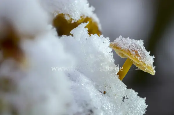 Fokus-Natur Bild