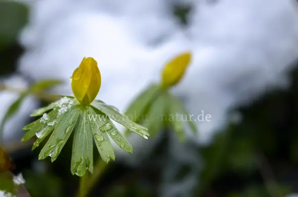 Fokus-Natur Bild