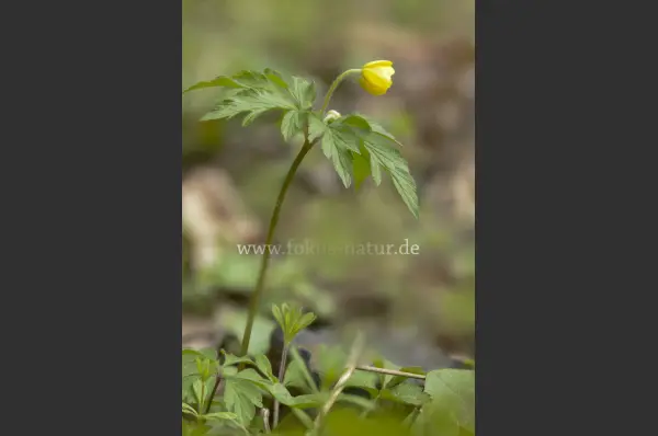 Fokus-Natur Bild