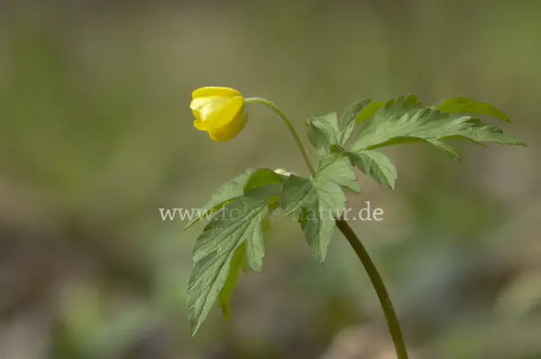 Fokus-Natur Bild