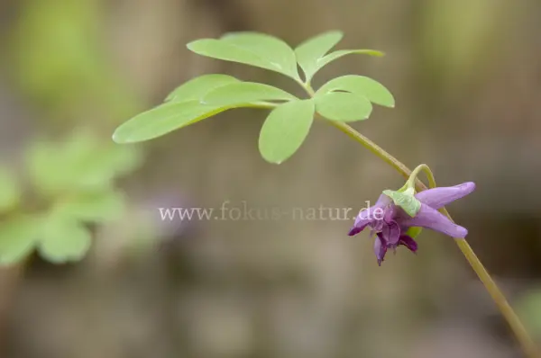 Fokus-Natur Bild