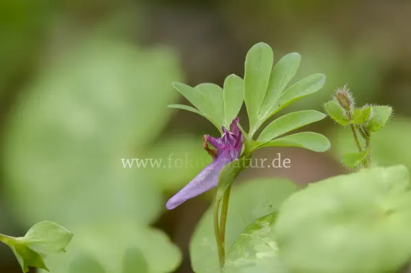 Fokus-Natur Bild