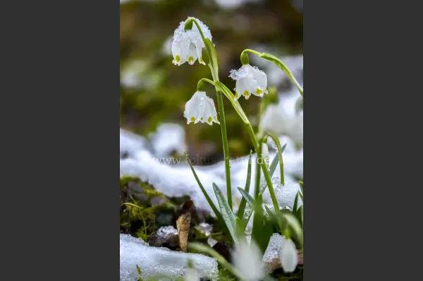 Fokus-Natur Bild