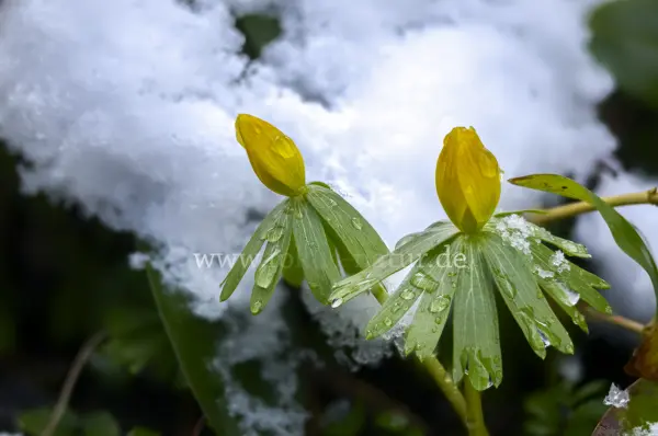 Fokus-Natur Bild