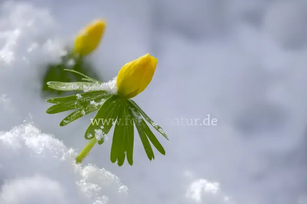 Fokus-Natur Bild