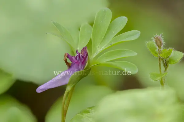 Fokus-Natur Bild