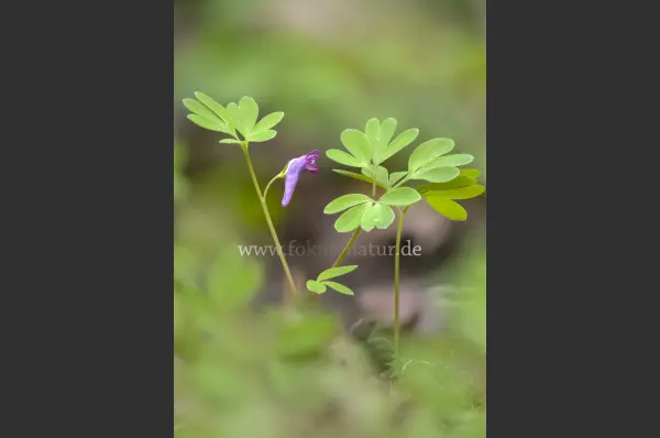 Fokus-Natur Bild