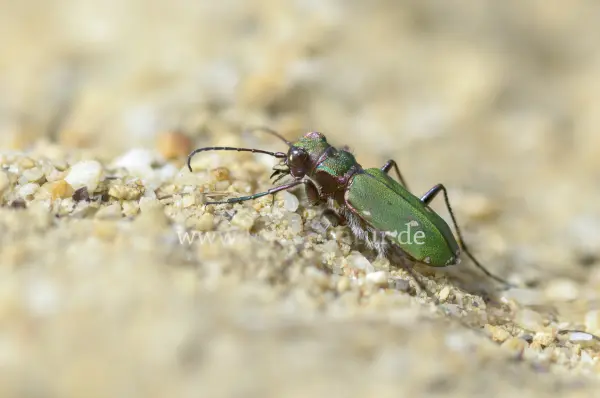 Fokus-Natur Bild
