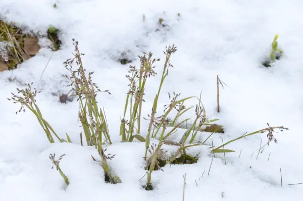 Fokus-Natur Bild