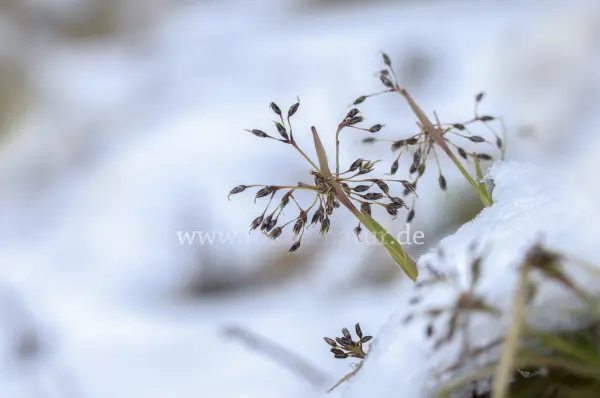Fokus-Natur Bild