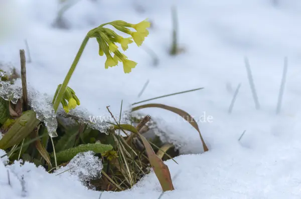 Fokus-Natur Bild