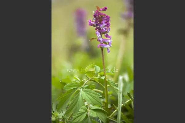 Fokus-Natur Bild