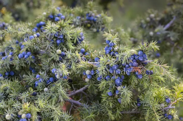 Fokus-Natur Bild