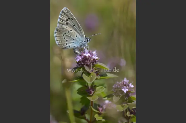 Fokus-Natur Bild