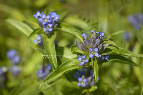 Fokus-Natur Bild