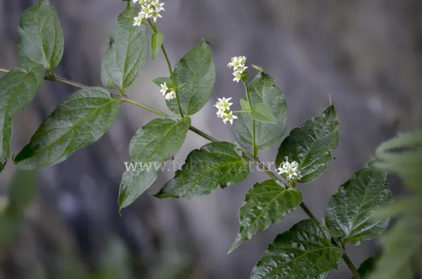 Fokus-Natur Bild