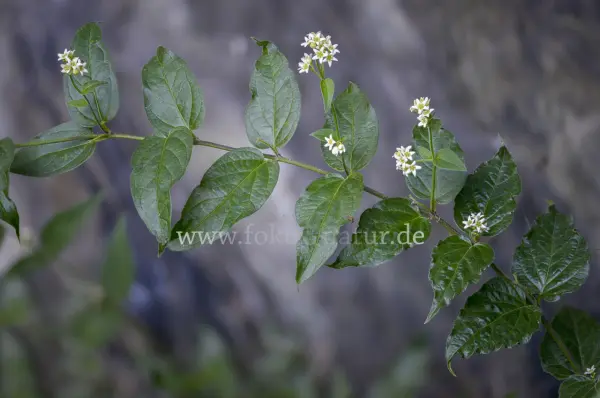 Fokus-Natur Bild