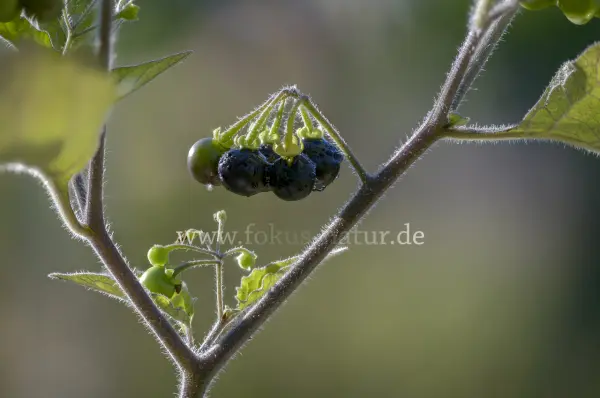 Fokus-Natur Bild