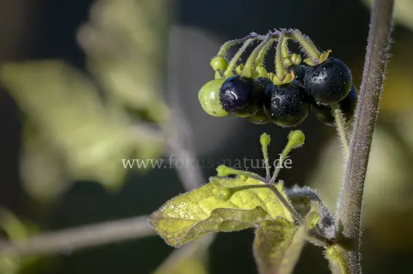 Fokus-Natur Bild